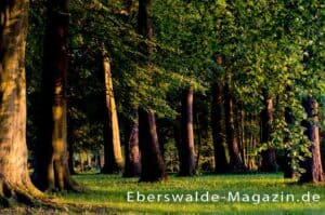 Mehr über den Artikel erfahren Eberswalder Waldkunde