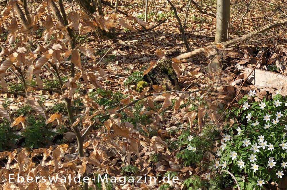 Du betrachtest gerade Friedwald Eberswalde – Naturnahe Ruhestätte im Wald