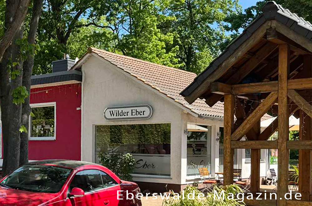 Wilder Eber in Eberswalde Wilder Eber in Eberswalde