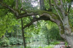 Mehr über den Artikel erfahren Werbellinkanal – das Tor zum Werbellinsee