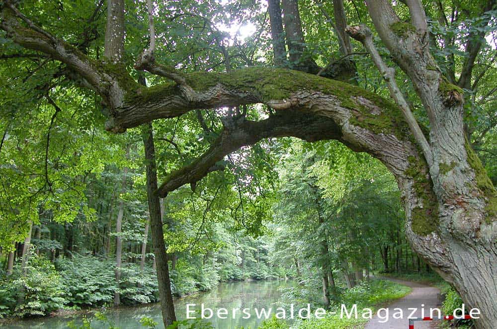 Du betrachtest gerade Werbellinkanal – das Tor zum Werbellinsee