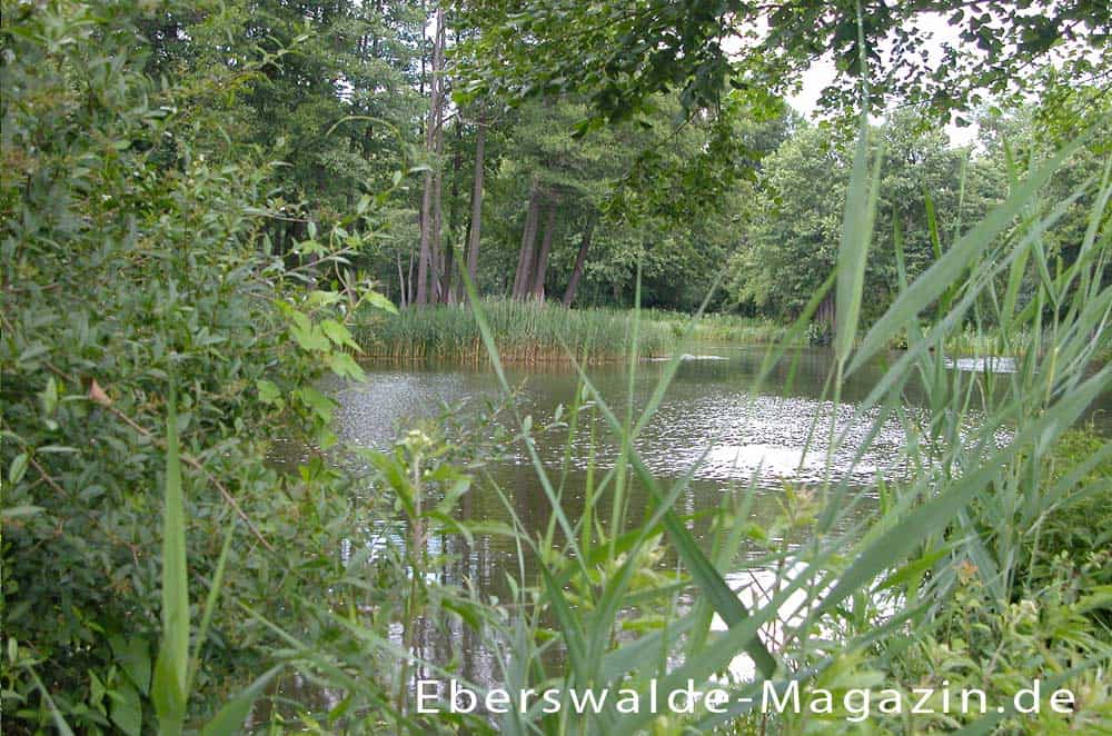 Reizvoller und naturnaher Werbellinkanal Reizvoller und naturnaher Werbellinkanal