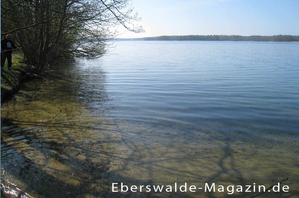 Das kristallklare Wasser des Werbellinsee