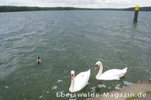 Mehr über den Artikel erfahren Werbellinsee in der Schorfheide