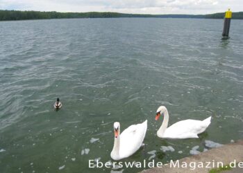 Der Werbellinsee im Biosphärenreservat Schorfheide-Chorin